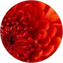 Aly Swasey profile picture
